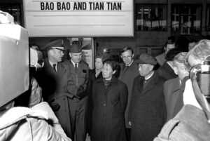 Hu Shi Xiu, director of the Bureau of Forestry and the delegation leader, and Ding Yao Hua, director of the Chengdu Zoo at Sichuan, meet MGEN Benedict, commander, U.S. air base, and COL Vernon L. Frye, commander, 7450th Air Base Group, upon their arrival at the Tempelhof Central Airport following the delivery of the panda bears Bao Bao and Tian Tian by the United States Air Force to Berlin from China.
